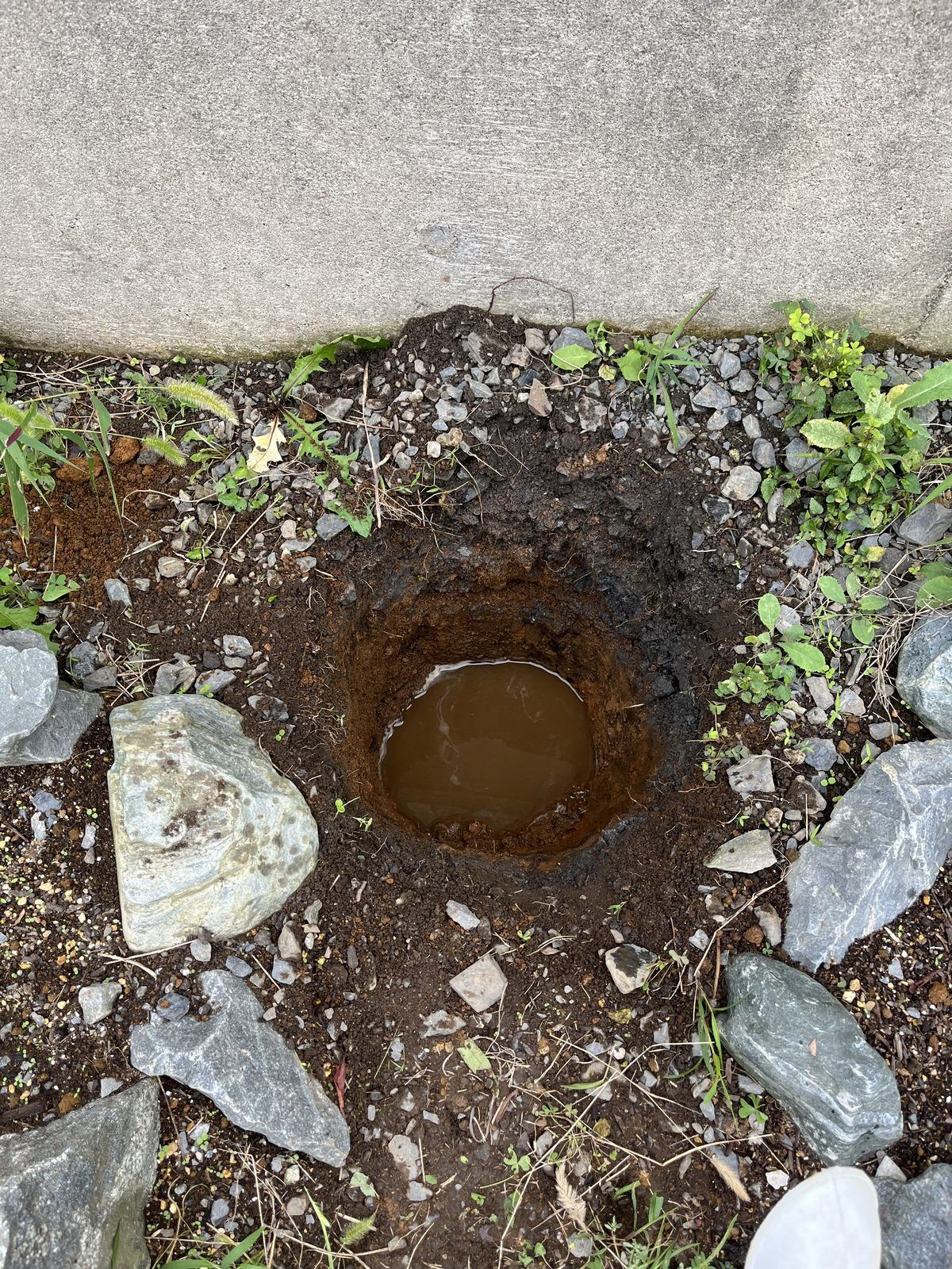 植え穴に水を入れて水はけを確認しているところ。茶色い水が底にたまっている