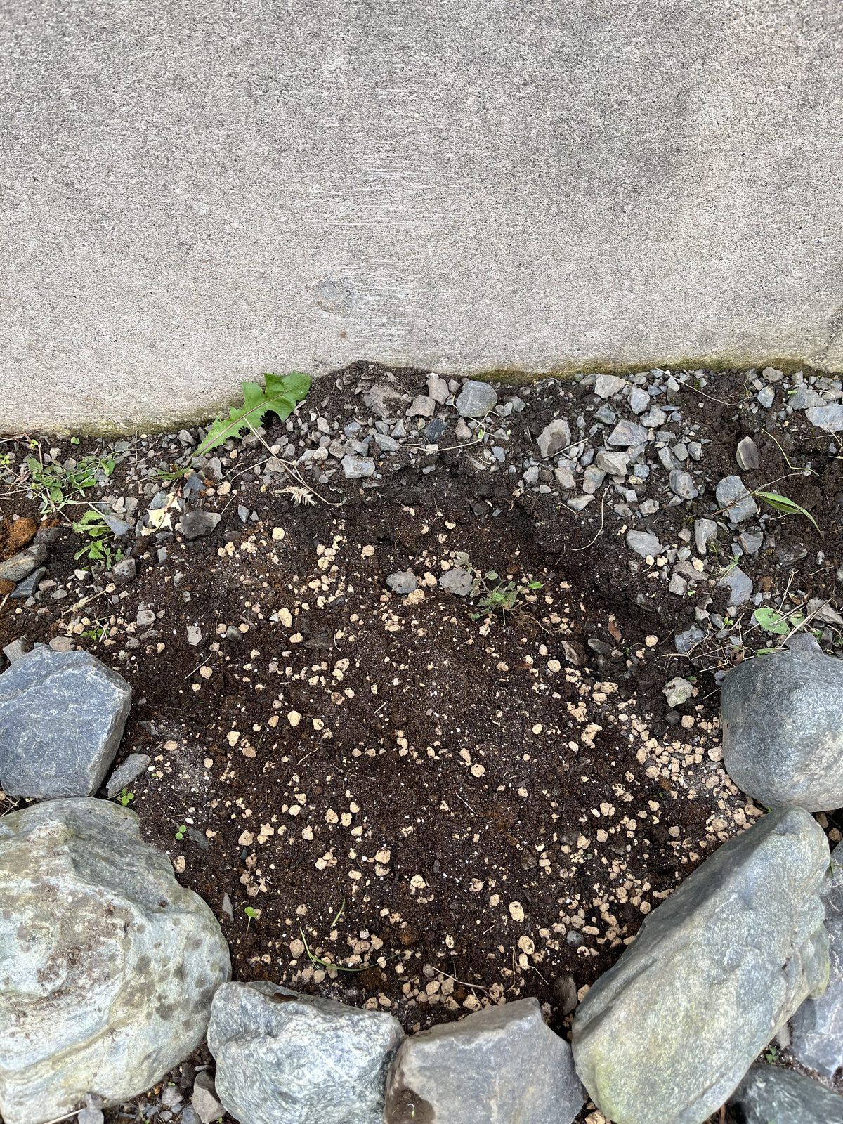 植え穴の上層に堆肥と赤玉土を入れたところ。黒い堆肥に赤玉土の粒が混ざっている
