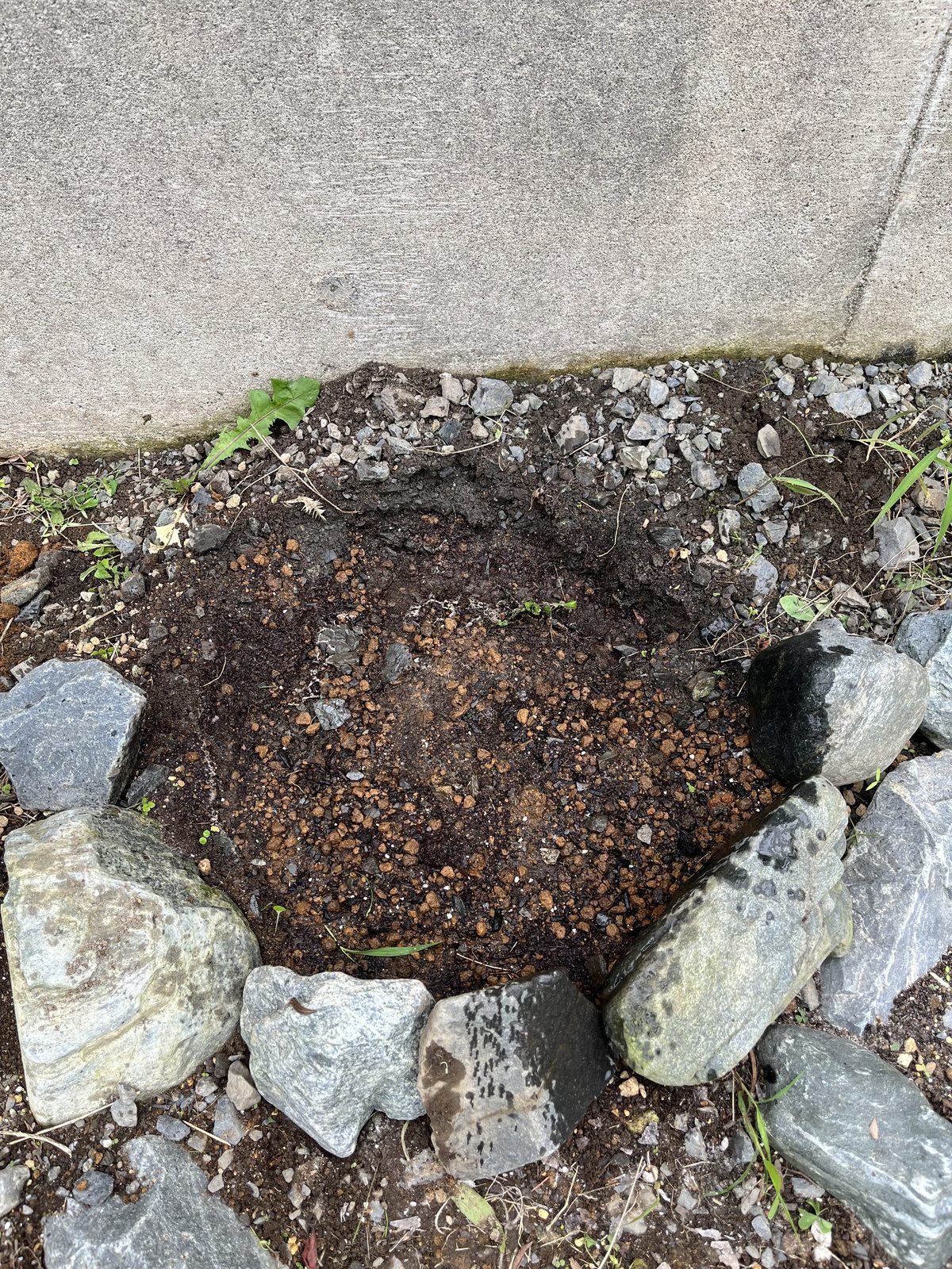 土壌改良を終えた植え穴に木酢液をかけたところ。周りを石で囲ってある