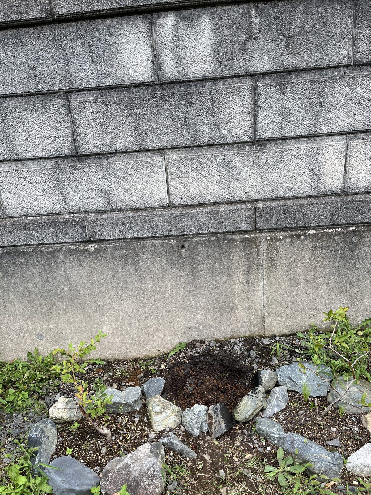 土づくりを終えたブロック塀沿いの植え付け予定地。石で囲った円の中が黒い改良土になっている