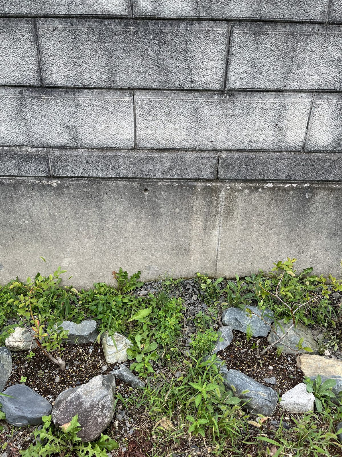 ブロック塀沿いの砂利敷きの一角。左右に植えたブルーベリーの間に雑草が生えている