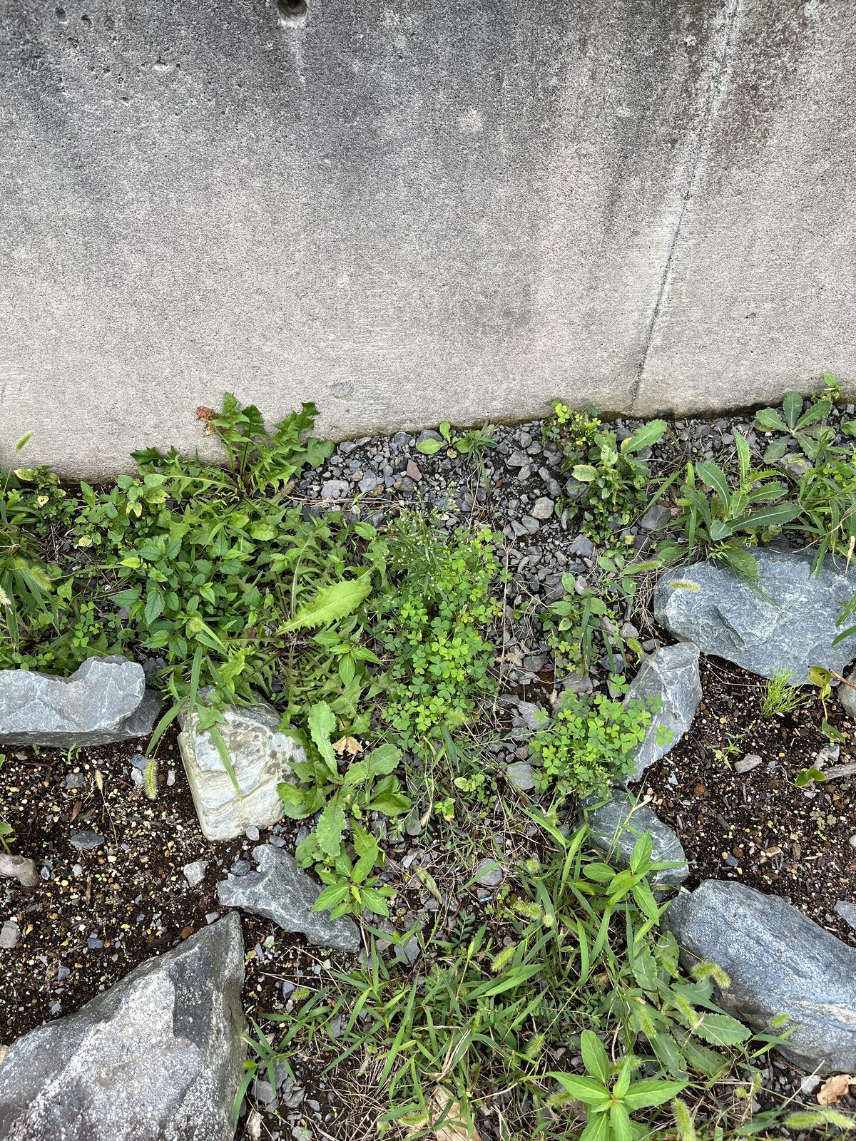 砂利の上に雑草が生えている植え付け予定地の拡大