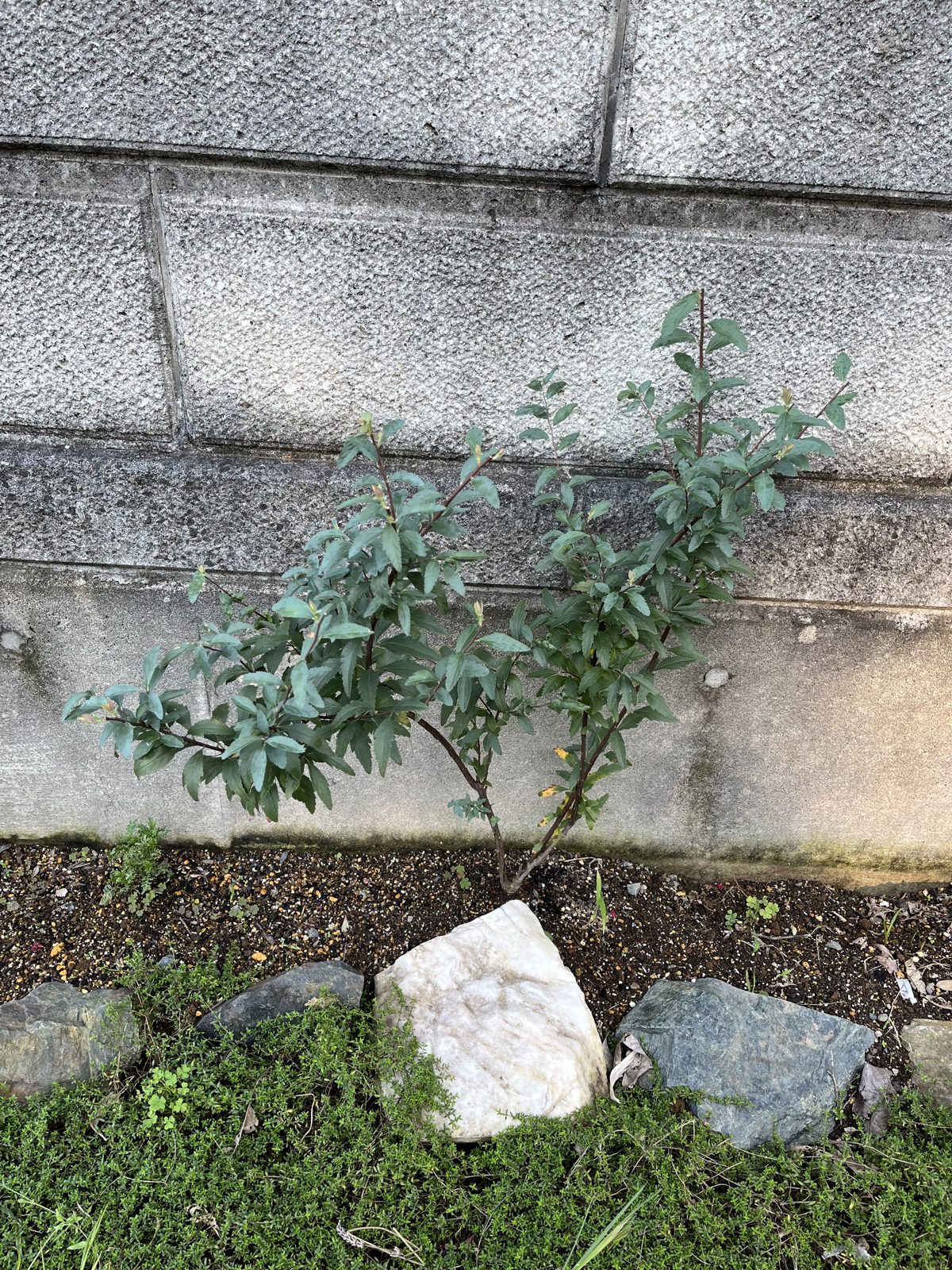 庭のコデマリと足元の草花