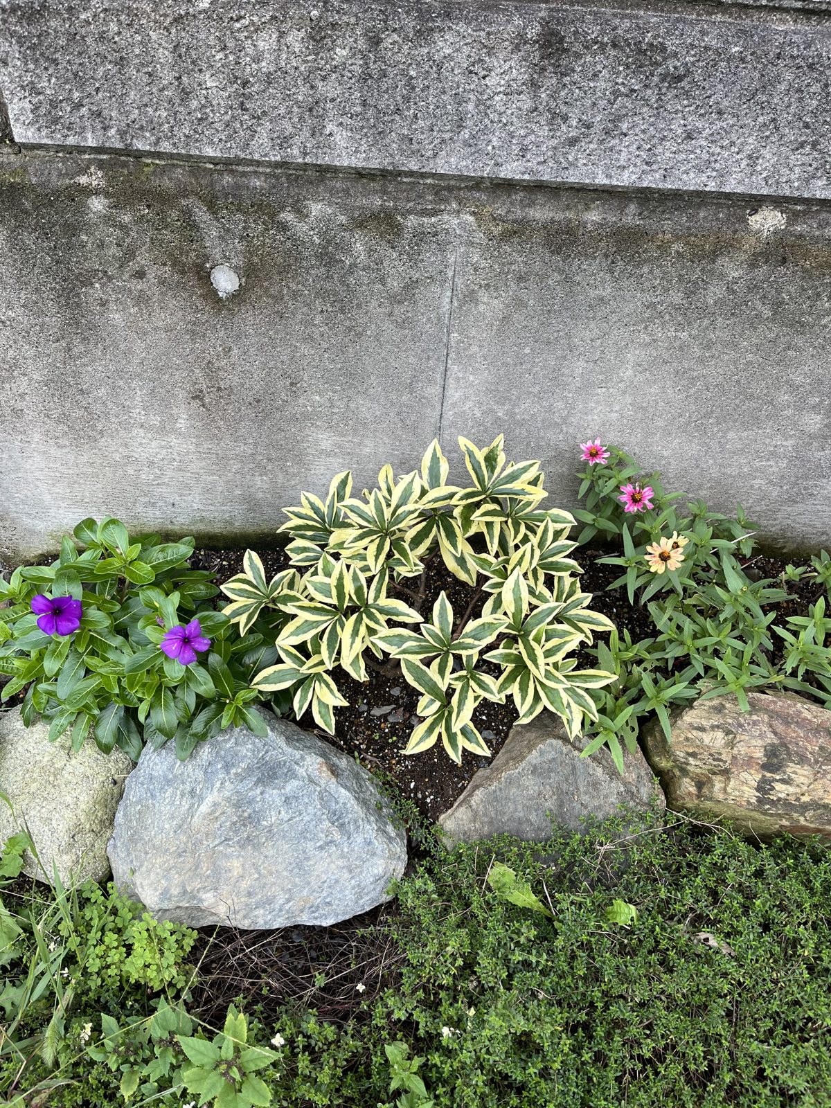 斑入り葉のジンチョウゲ前島