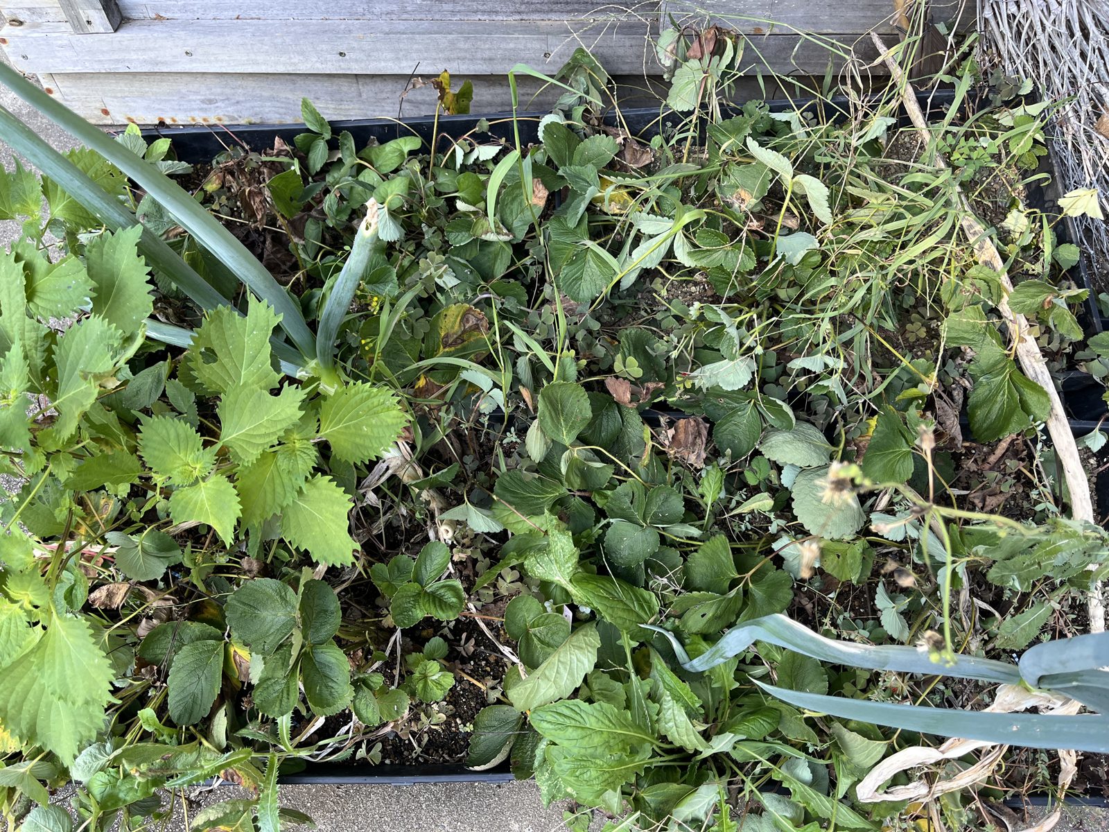 イチゴの古株や雑草、混植しているネギがある整理前のプランター