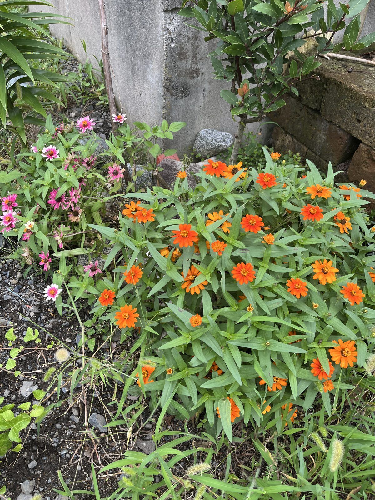 切り戻し前のジニア「プロフュージョン」。オレンジ色の花が咲き、茎が周囲に広がっています。
