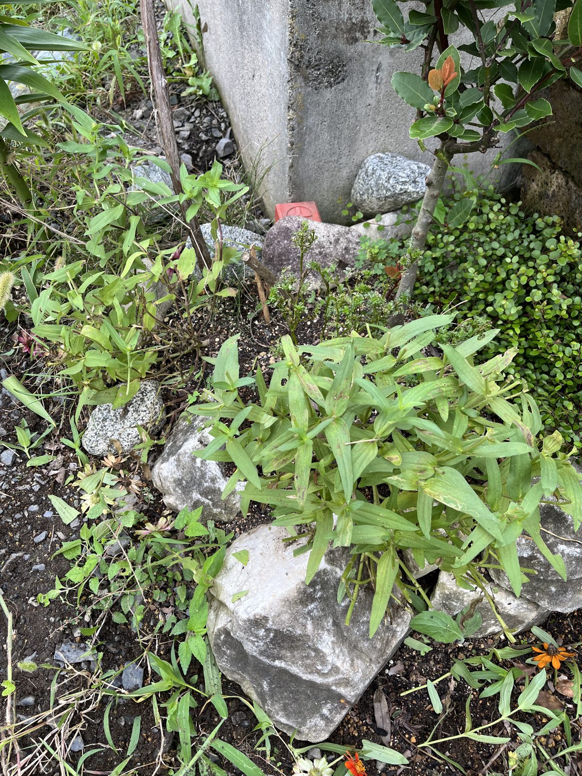 切り戻し後のジニア。花のついた茎を短くし、葉を残して株全体をコンパクトに整えました。