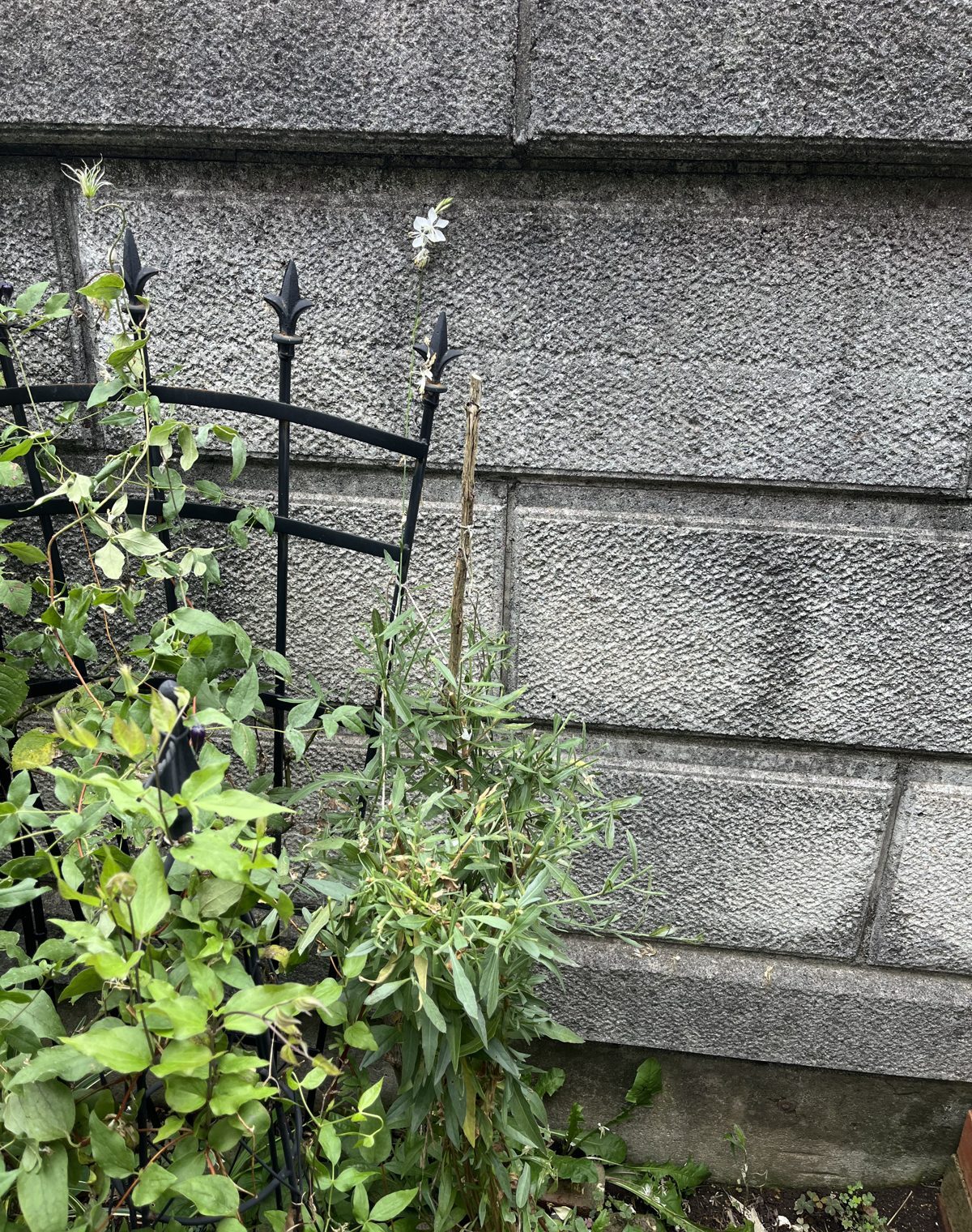 切り戻し後のガウラ。高く伸びた花茎を短くし、株の輪郭を整えました。