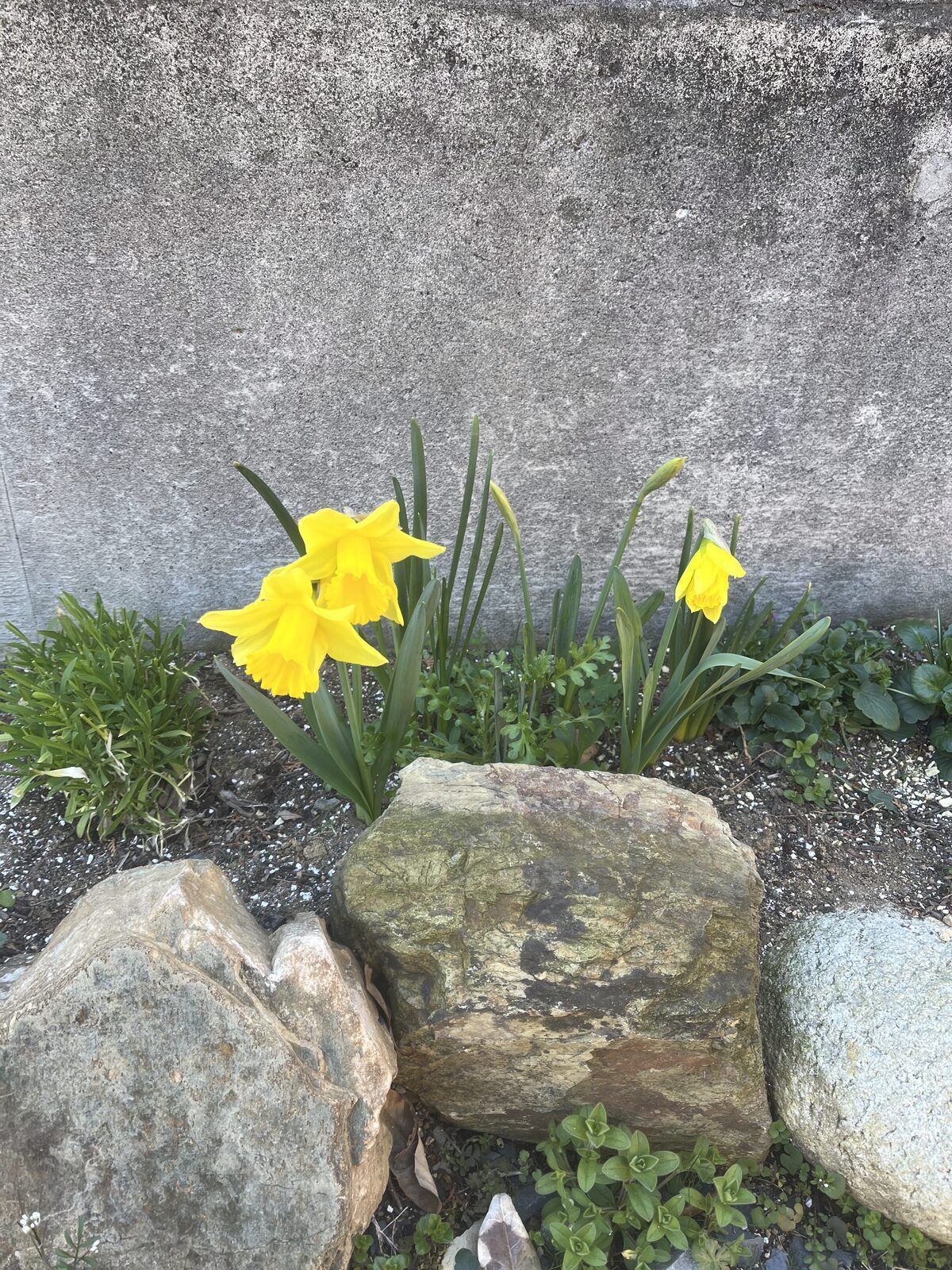 石組みの花壇で咲く黄色いラッパスイセン