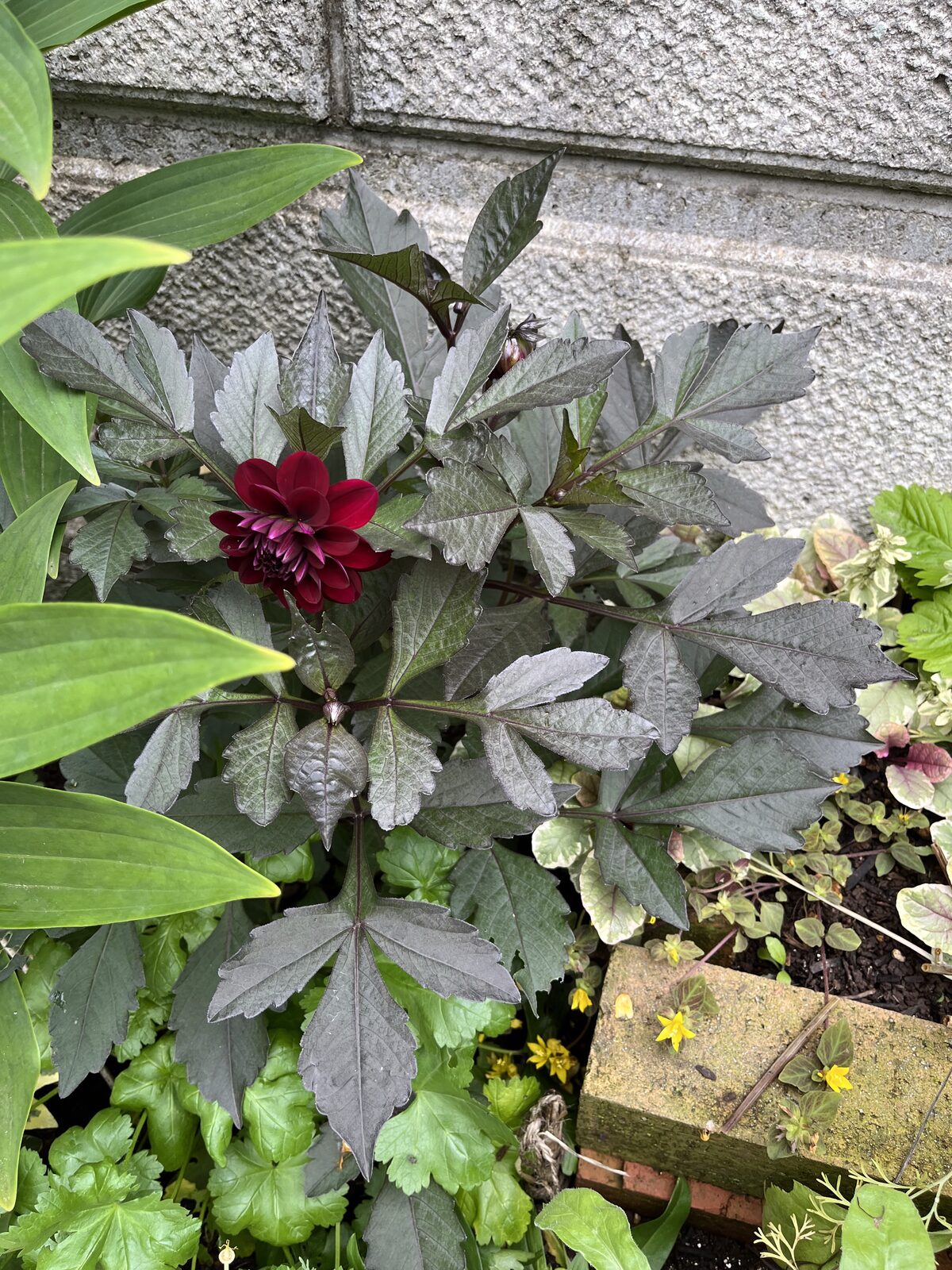 銅色の葉の上に濃い赤の花を咲かせるダリア「アルナ」