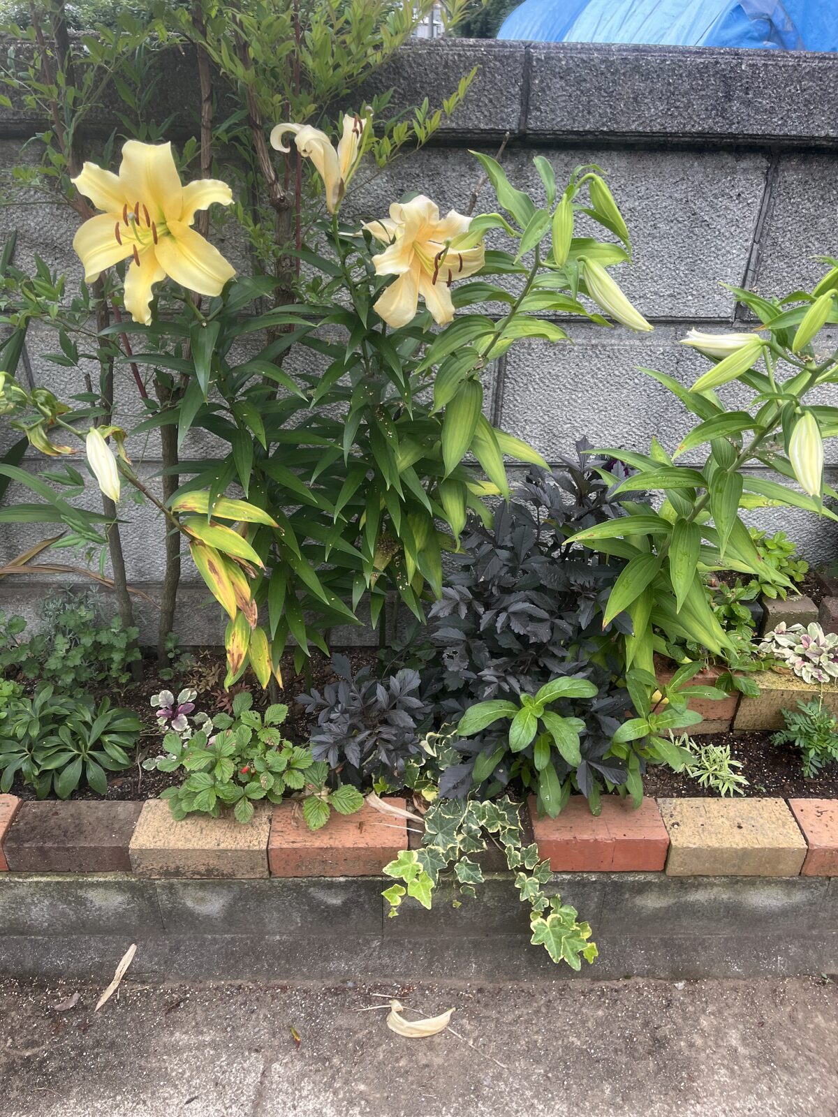 塀ぎわの花壇で咲く黄色いオリエンタルユリ「コンカドール」