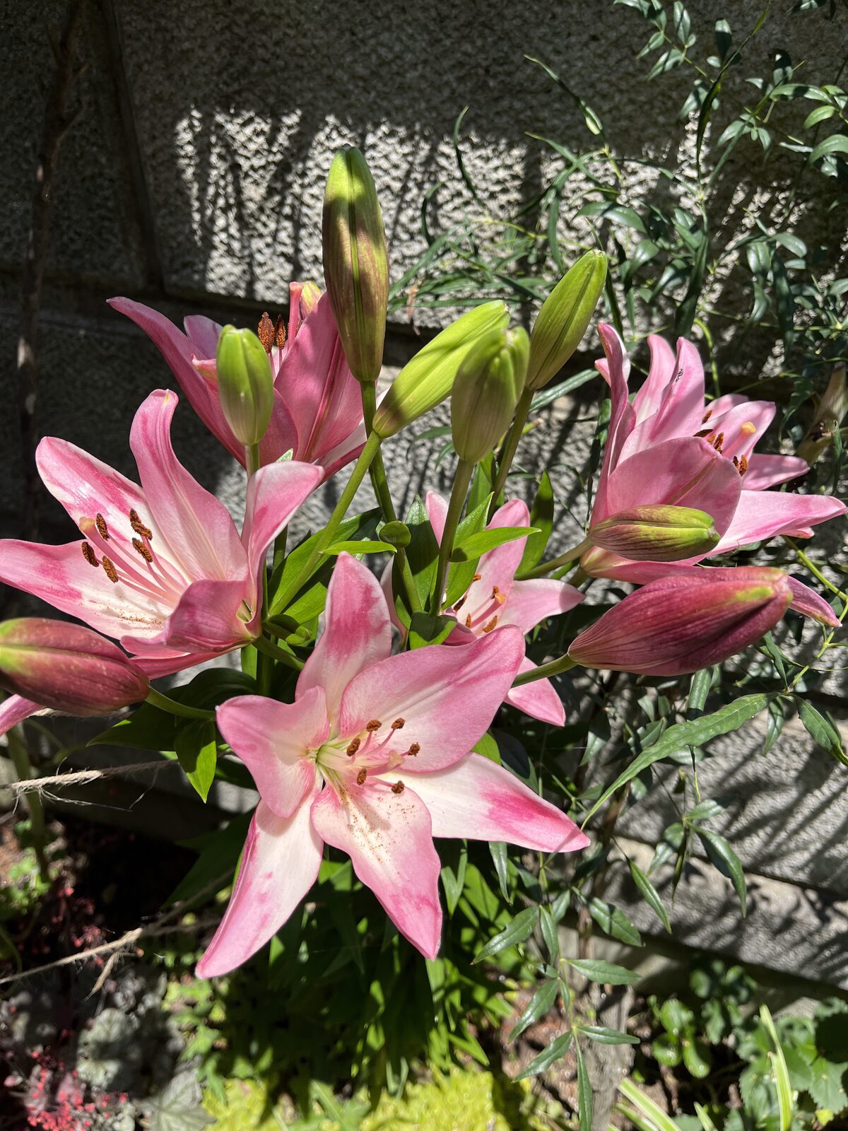 ピンクの花を咲かせるスカシユリ「クープレット」