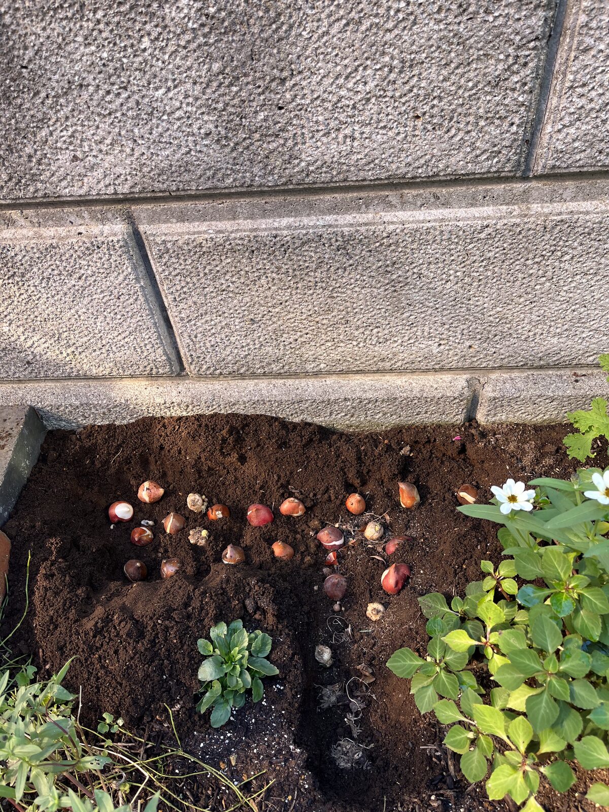 塀ぎわの花壇に並べたチューリップやラナンキュラスの球根