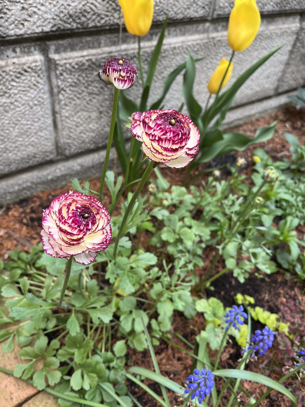 塀ぎわの花壇で咲く白と赤紫のラナンキュラスと黄色いチューリップ、青いムスカリ