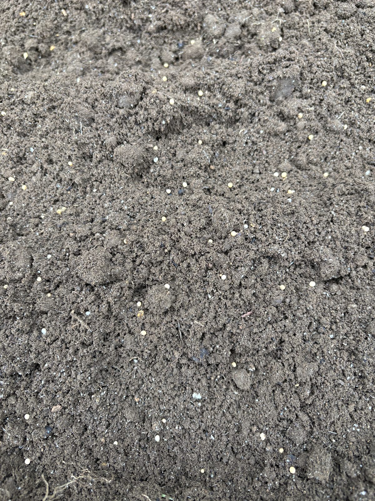 畑の土の上にばらまいたからし菜の小さな種
