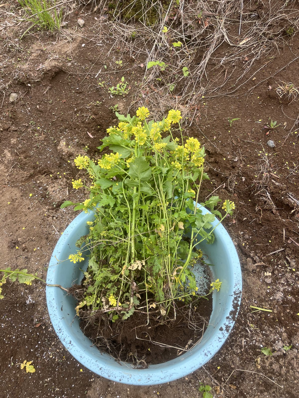 花が咲いた状態で抜き取ったからし菜をたらいに入れたところ