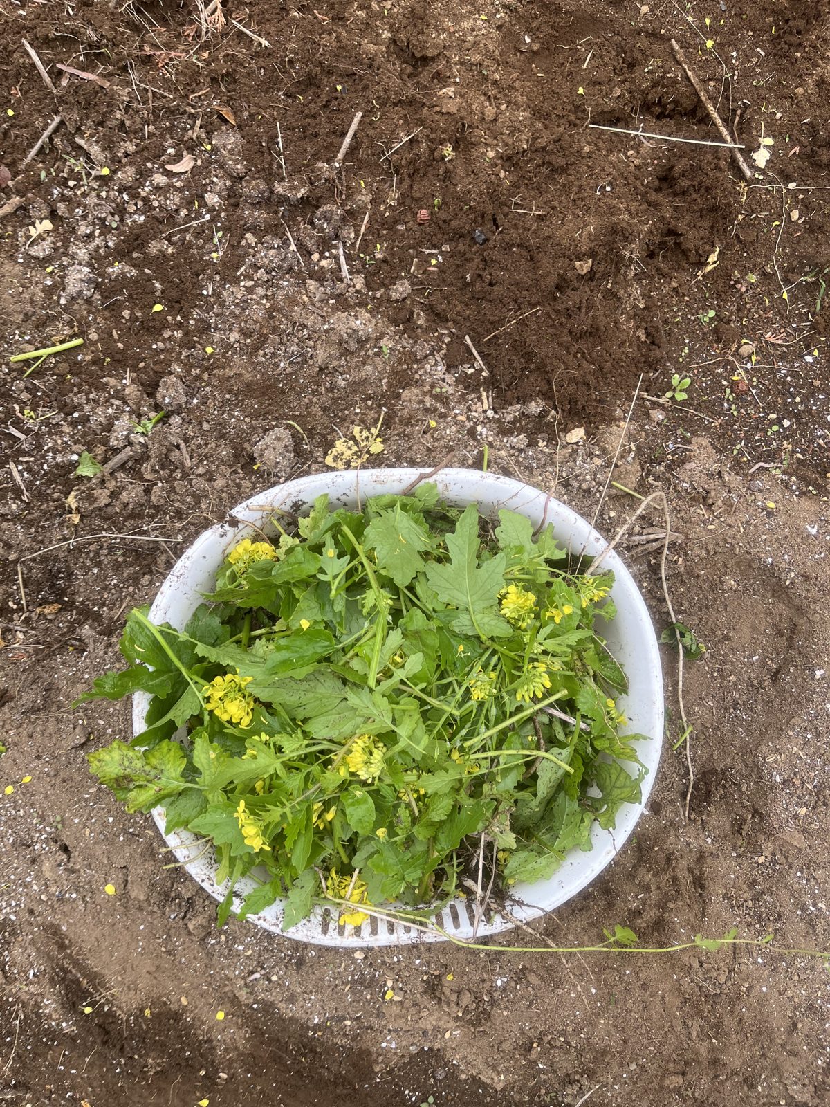 細かく刻んでざるに入れたからし菜の茎葉と花