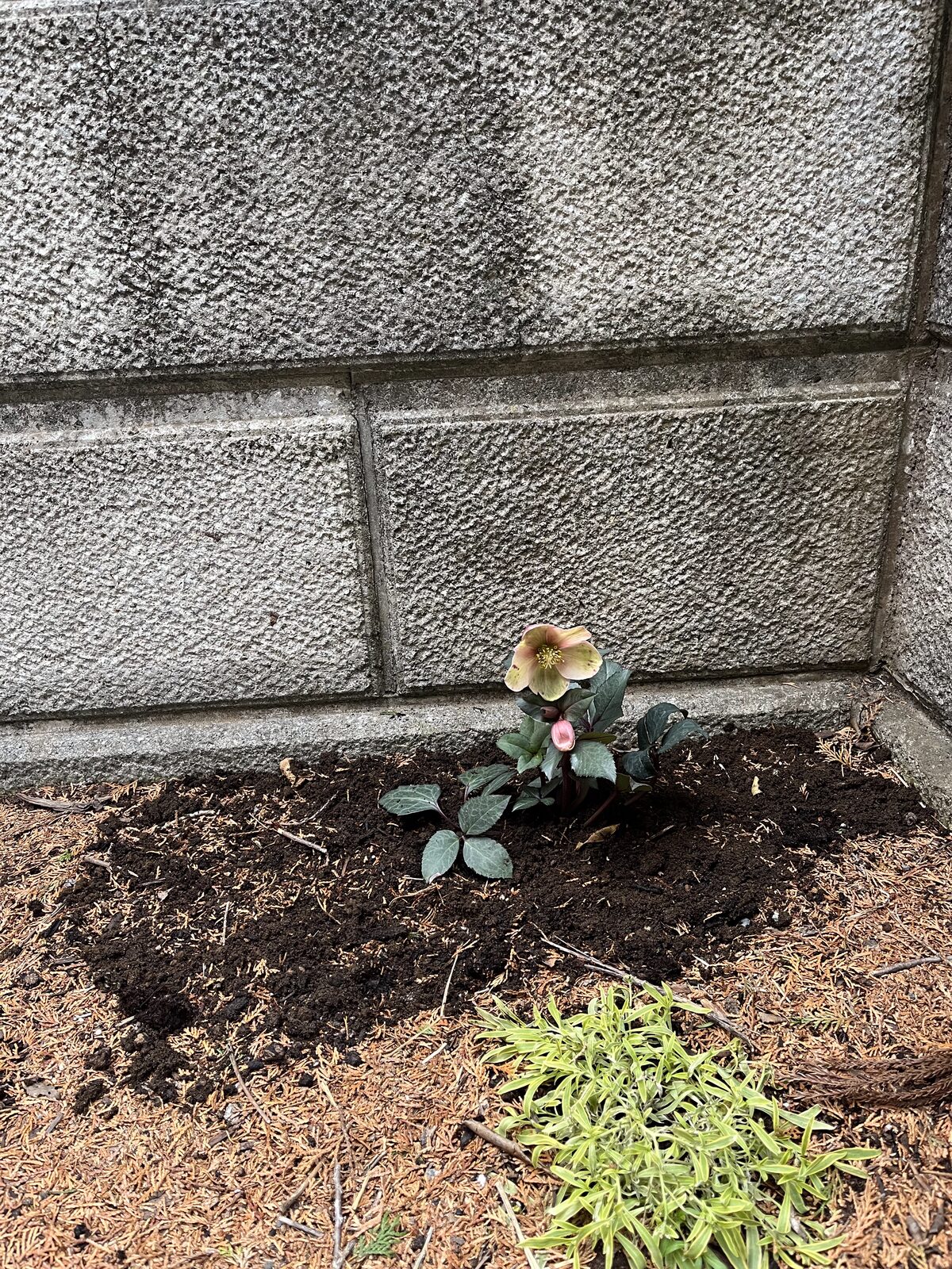 2023年2月3日、鉢で花が咲いたピンクフロストを地植えに移したところ