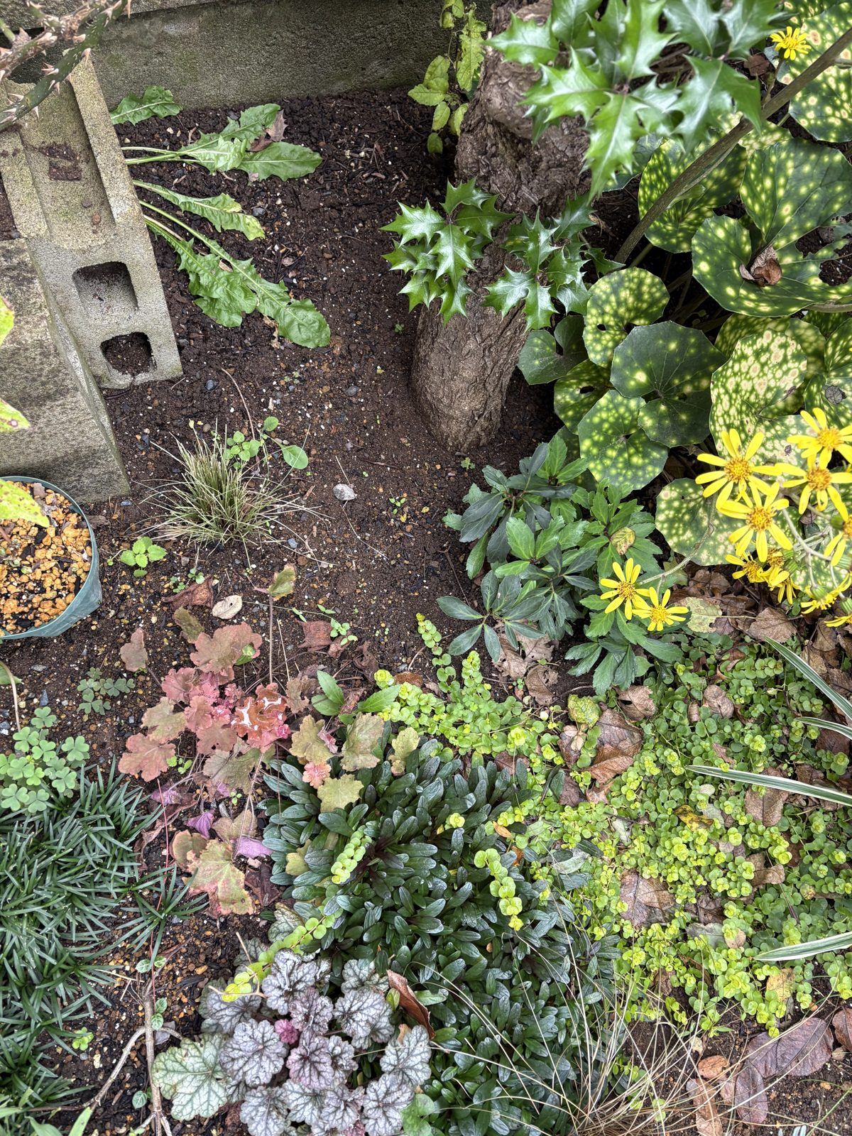 アイガーを植えた木の下の花壇。木の根元にクリスマスローズやほかの草花が植わっている