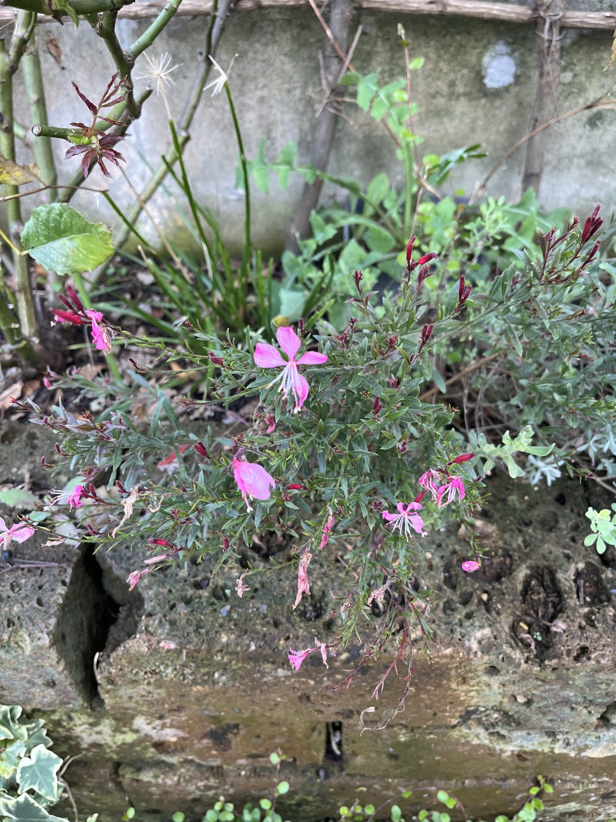 ピンクの花を咲かせるガウラ「サマーエモーション」