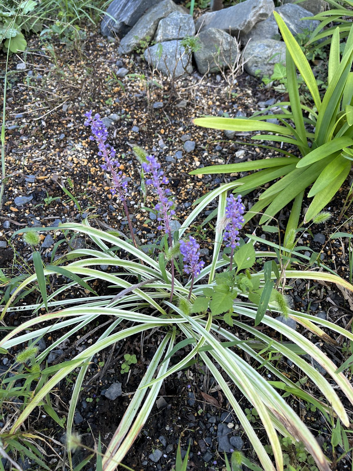紫の花穂を立てた斑入りのヤブラン