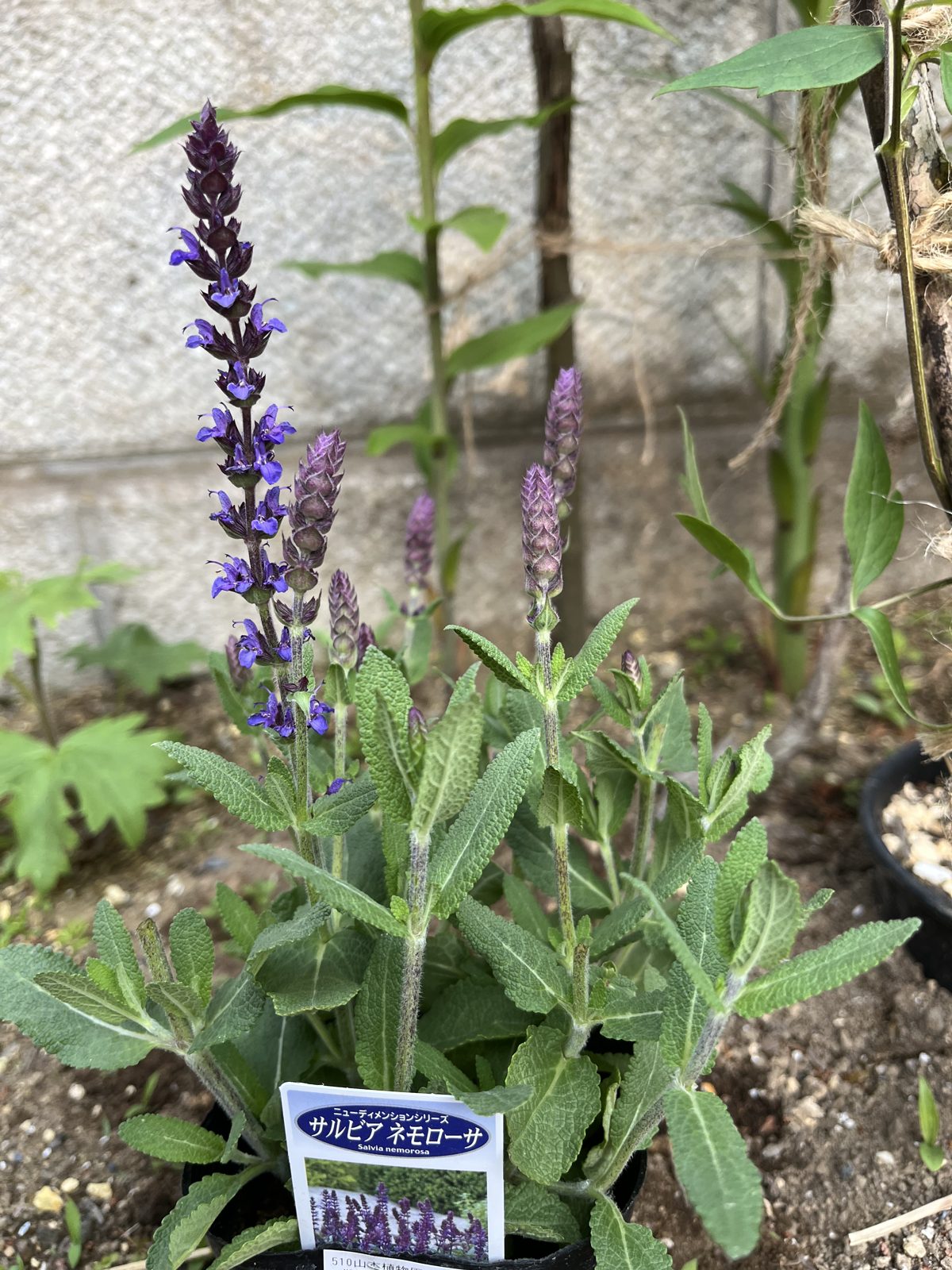紫の花穂を立てたサルビア「ネモローサ」