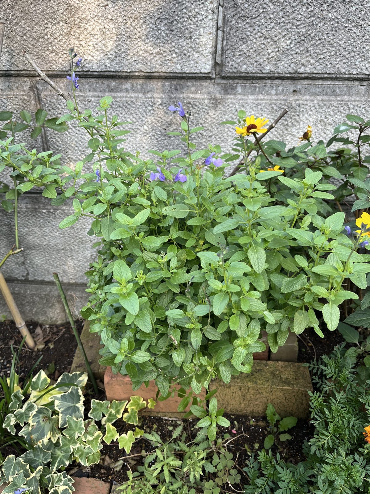 淡い青の花を咲かせるサルビア「ソークールペールブルー」