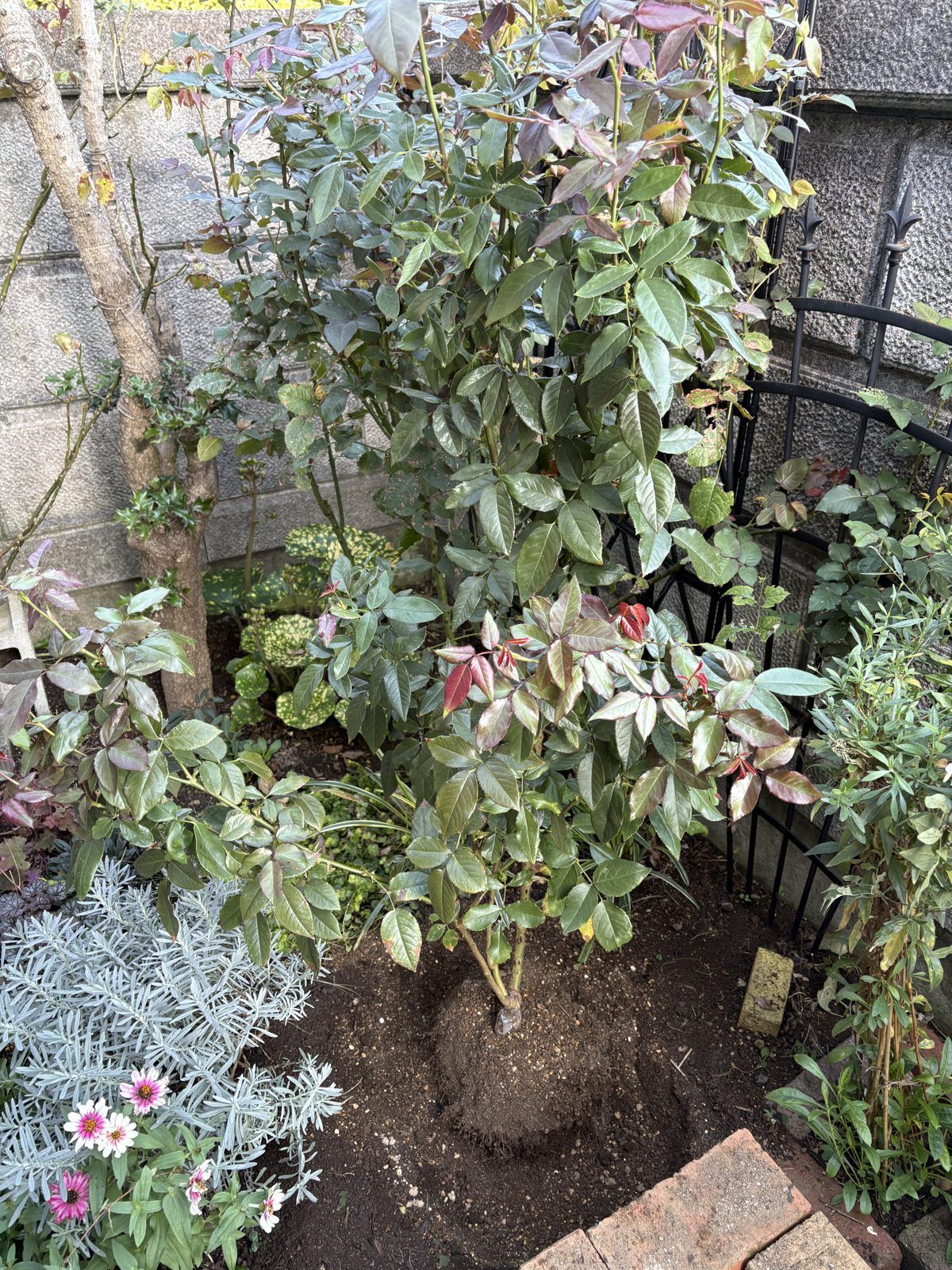 根鉢を崩さずに植えたバラのクラバート