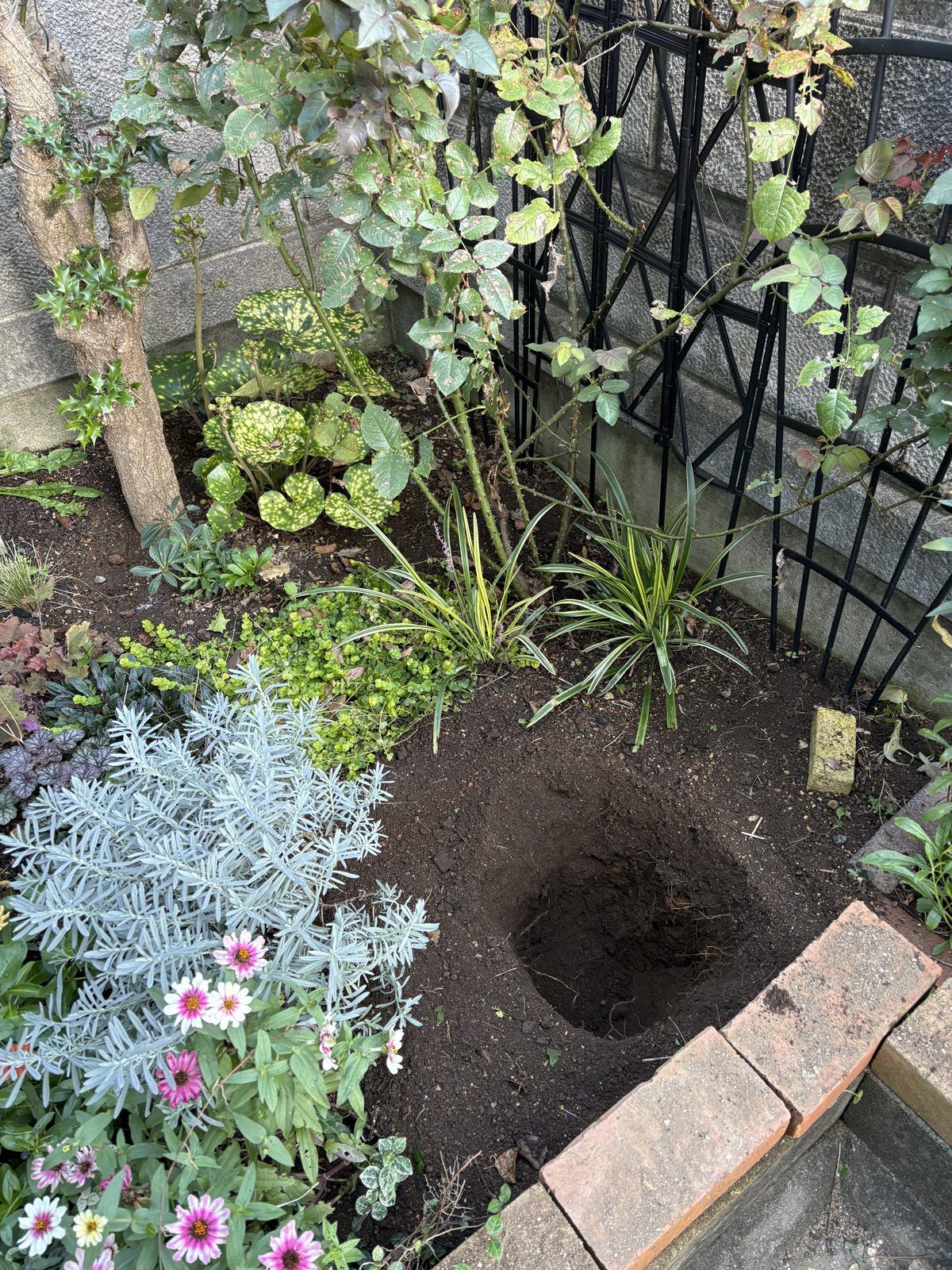 ブロック塀沿いの花壇に掘ったバラの植え穴