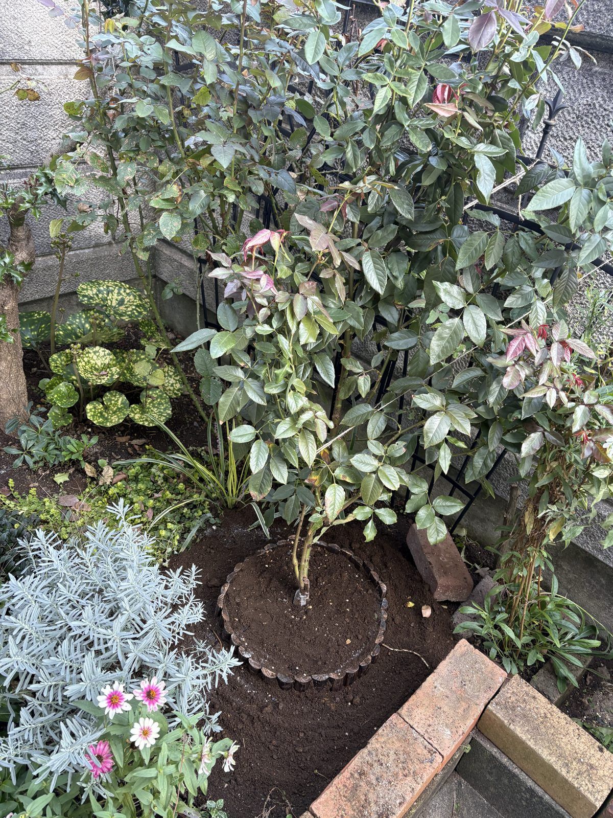 木杭のリングで囲んで高植えにしたバラの株元