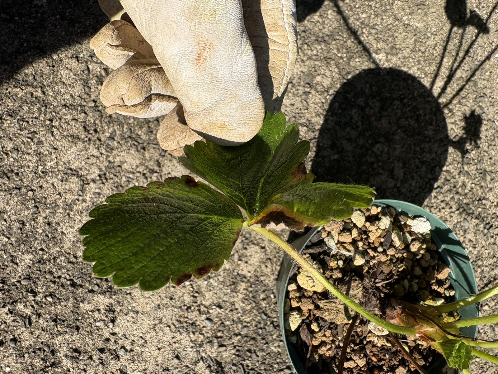 縁が茶色く傷んだイチゴの葉を手でつまんで取る様子