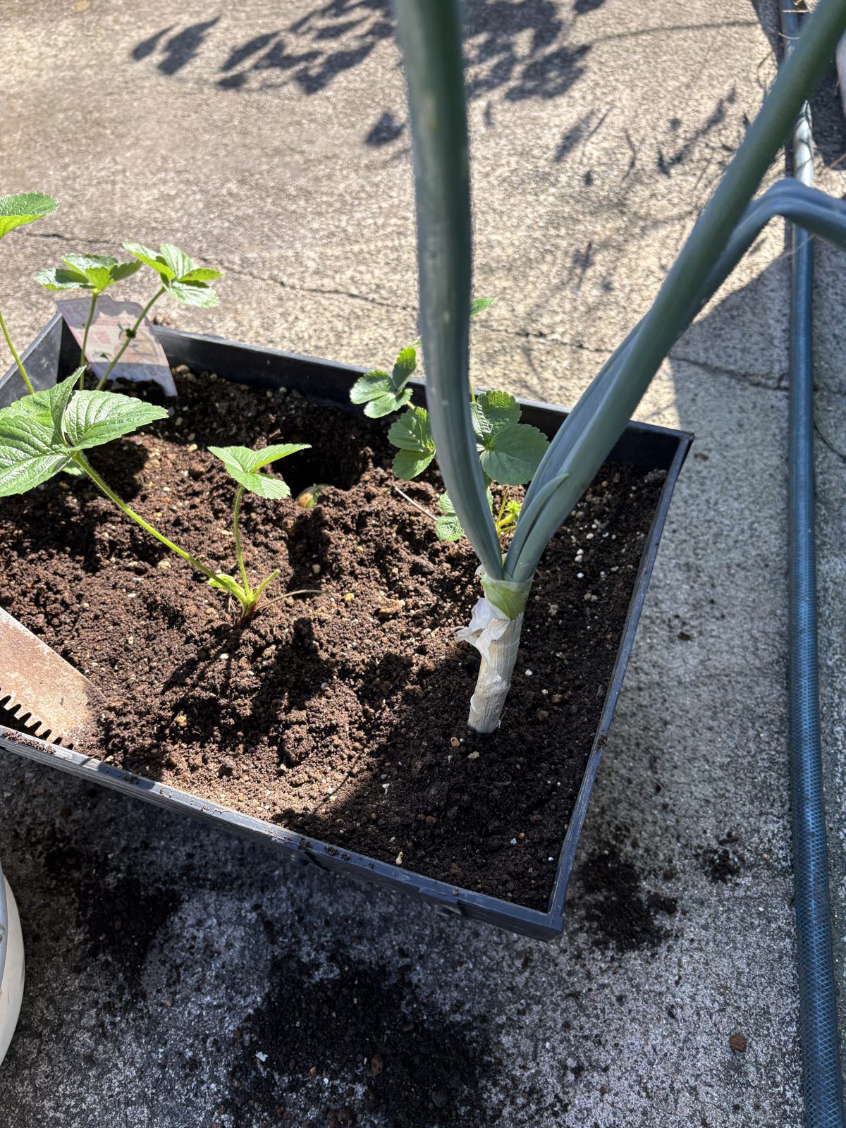 イチゴ苗の隣に植えたネギ