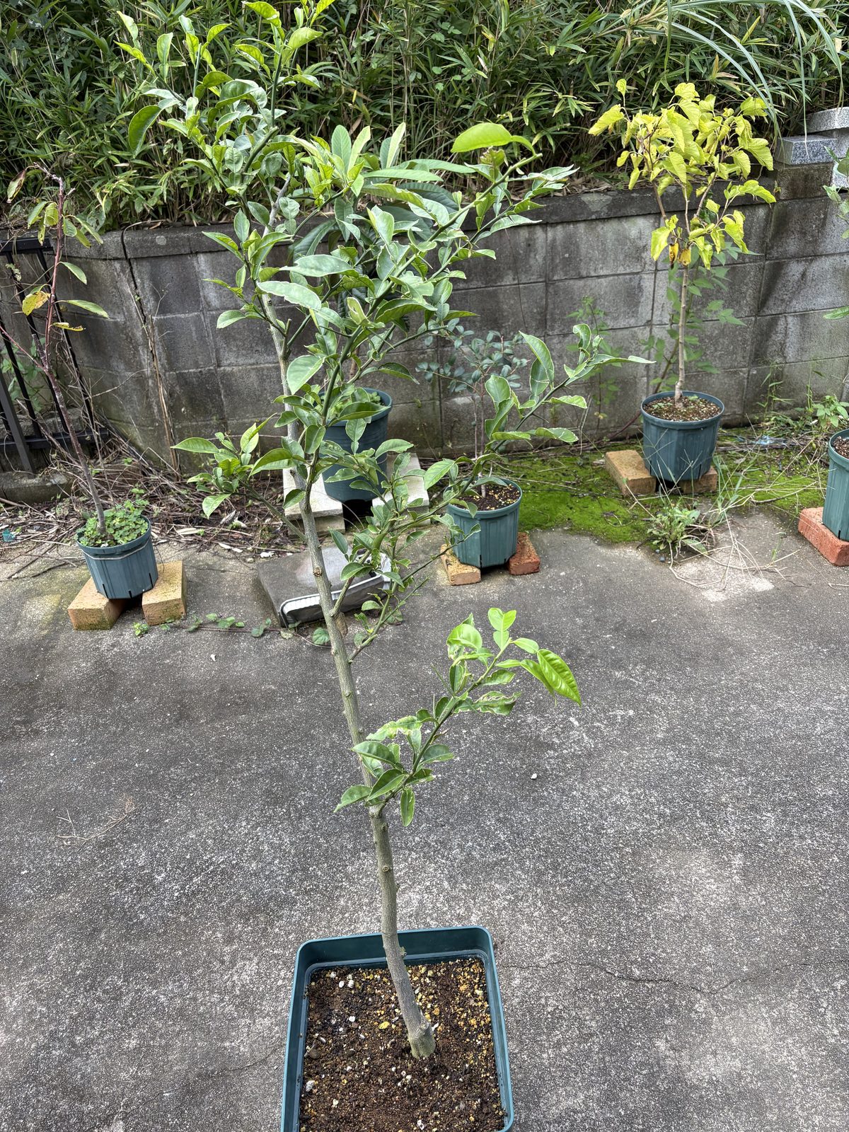 枝の整理と切り戻しを終えた2年目の木頭ユズ
