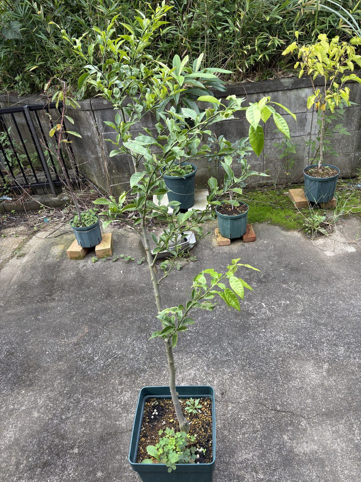 剪定前の2年目の木頭ユズ
